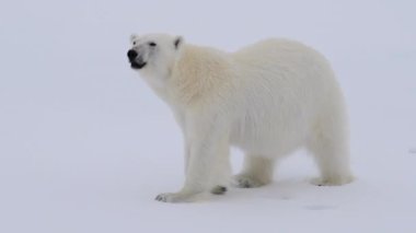 Kutup ayısı Kuzey Kutbu 'nda buzda yürüyor.