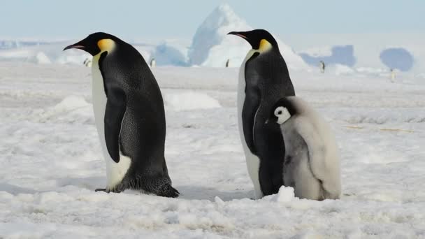 Imperador Pinguins com pintos de perto na Antártida — Vídeo de Stock