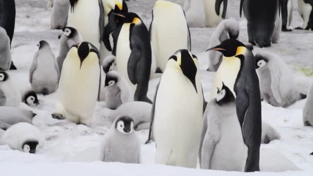 Kejsar Penguins med kycklingar på nära håll i Antarktis — Stockvideo