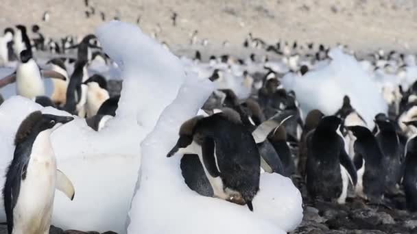 Pinguins de Adelie no gelo na Antártida — Vídeo de Stock