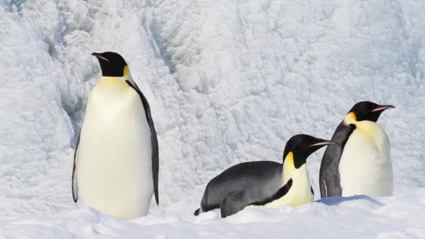 Emperador Pingüinos con polluelos de cerca en la Antártida — Vídeo de stock