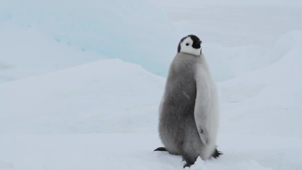 Emperador pingüinos polluelos en el hielo en la Antártida Hermosa vista de los icebergs en la Antártida — Vídeos de Stock