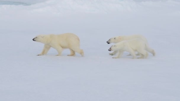 북극 지방을 걷고 있는 북극곰. — 비디오
