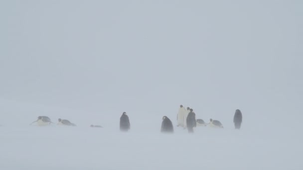 南極の氷の上の雪嵐の中のペンギン皇帝 — ストック動画