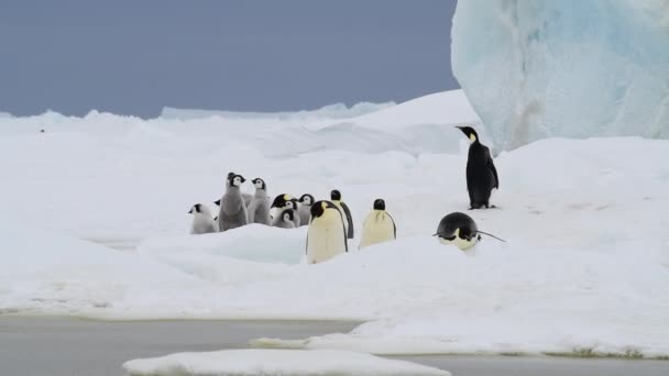 Empereur Pingouins avec des poussins de près en Antarctique — Video