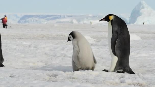 Emperador Pingüinos con polluelos de cerca en la Antártida — Vídeo de stock