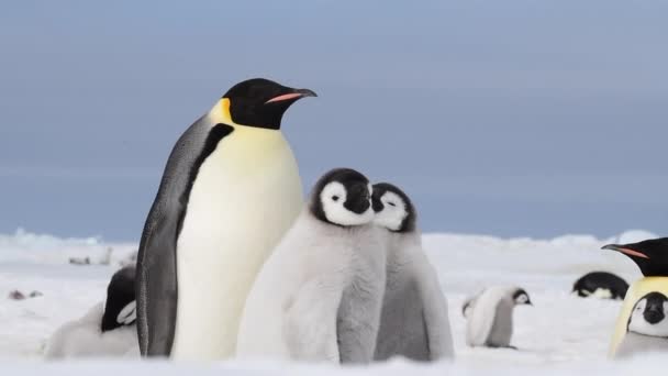 Keizerspinguïns met kuikens dichtbij in Antarctica — Stockvideo