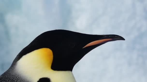 企鹅皇帝在南极洲的近战 — 图库视频影像