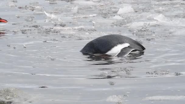 Gentoo Penguins en la playa en la Antártida — Vídeo de stock