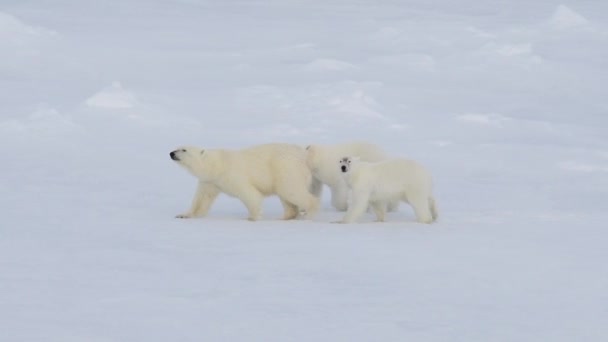 북극 지방을 걷고 있는 북극곰. — 비디오