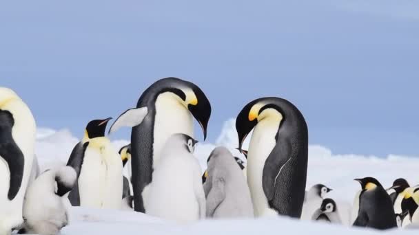 Kaiserpinguine mit Küken aus nächster Nähe in der Antarktis — Stockvideo