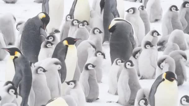 Keizerspinguïns met kuikens dichtbij in Antarctica — Stockvideo