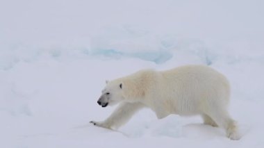 Kutup ayısı Kuzey Kutbu 'nda buzda yürüyor.