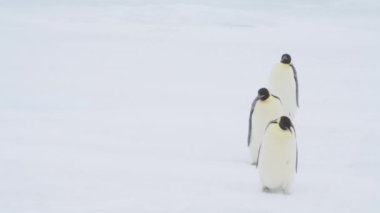 İmparator Penguenler Antarktika 'da kar üzerinde