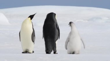 İmparator Penguenler ve civciv Antarktika 'da