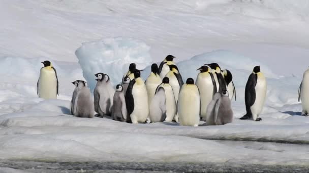 Imperador Pinguins com pintos de perto na Antártida — Vídeo de Stock