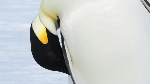 Emperor Penguin close up in Antarctica — Stock Video