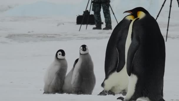 Kejsar Penguins med kycklingar på nära håll i Antarktis — Stockvideo