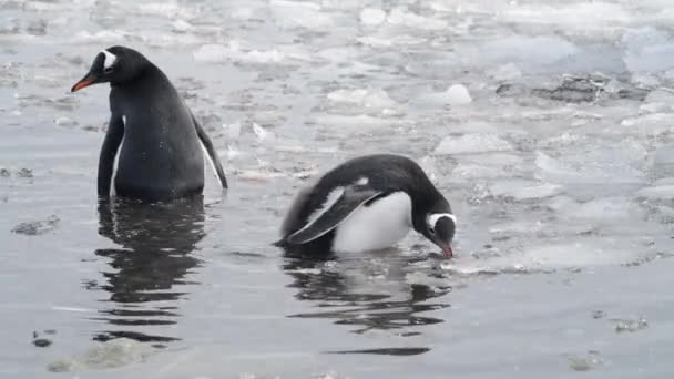 Gentoo tučňáci na pláži v Antarktidě — Stock video