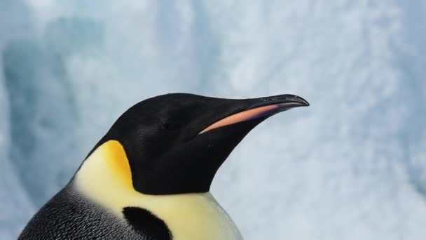 Император Пингвин в Антарктиде — стоковое видео