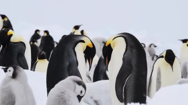 Императорские пингвины с цыплятами в Антарктиде — стоковое видео