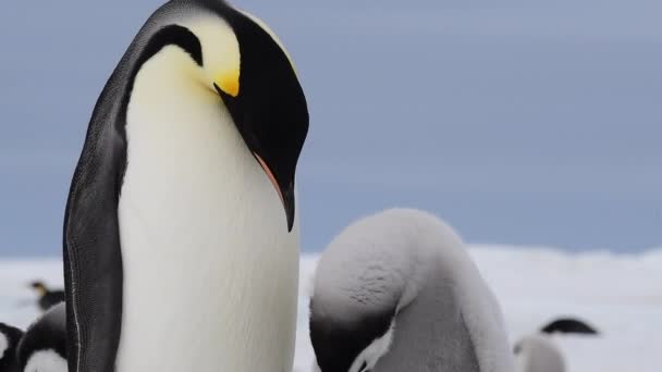 南極で雛が閉じ込められたペンギン皇帝 — ストック動画