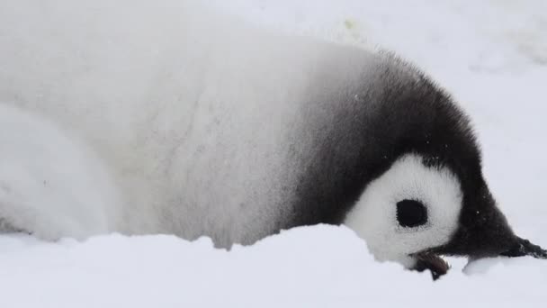 Keizerspinguïns kuikens op het ijs in Antarctica — Stockvideo