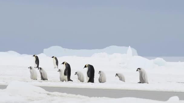 Keizerspinguïns met kuikens dichtbij in Antarctica — Stockvideo