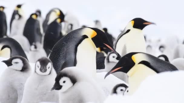 Empereur Pingouins avec des poussins de près en Antarctique — Video