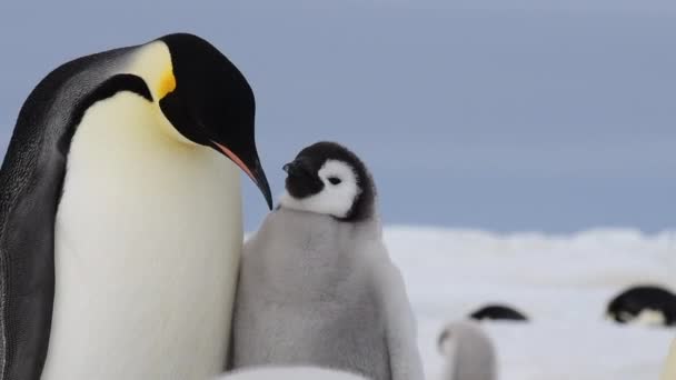 Keizerspinguïn met kuiken in Antarctica — Stockvideo