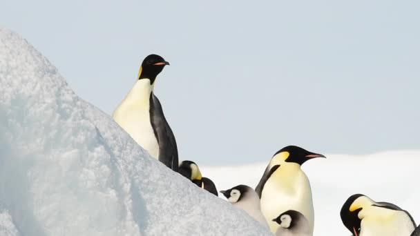 Emperador Pingüinos con polluelos de cerca en la Antártida — Vídeo de stock