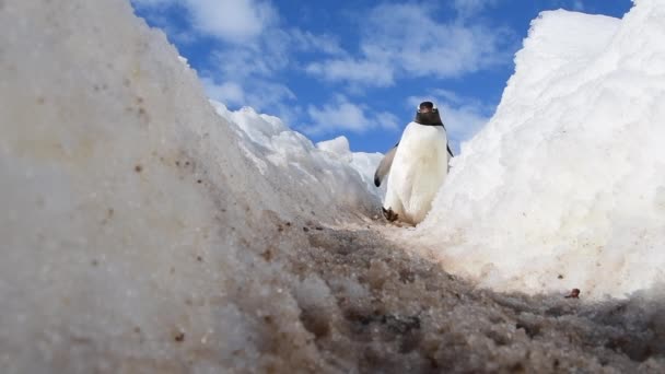 Gentoo Penguins caminan por la autopista en la Antártida — Vídeo de stock