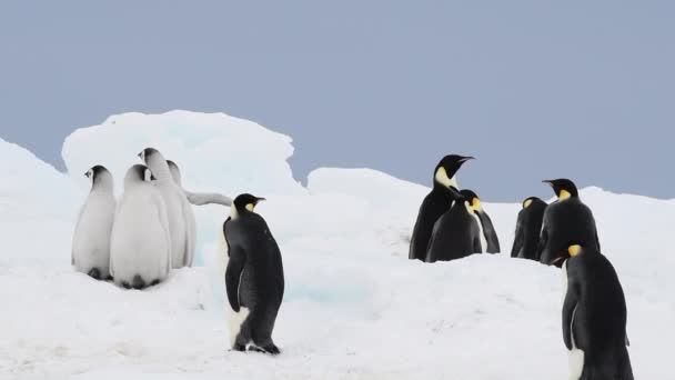 Kaisar Penguins dengan anak ayam menutup di Antartika — Stok Video