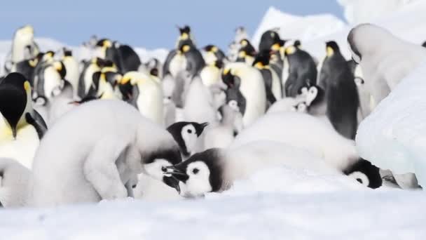 Imperador Pinguins com pintos de perto na Antártida — Vídeo de Stock