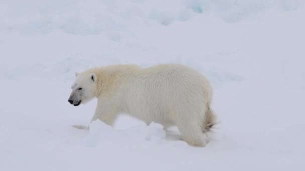 北极熊在北极的冰上行走 — 图库视频影像
