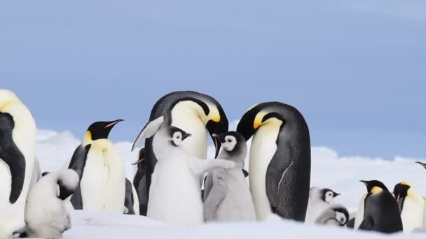 Imperatore Pinguini con pulcini da vicino in Antartide — Video Stock