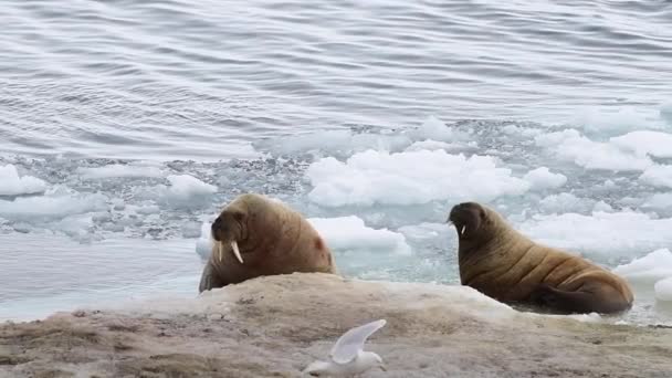 Walruses sul flusso di ghiaccio in Arctica — Video Stock