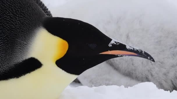 Imperador Pinguim de perto na Antártida — Vídeo de Stock