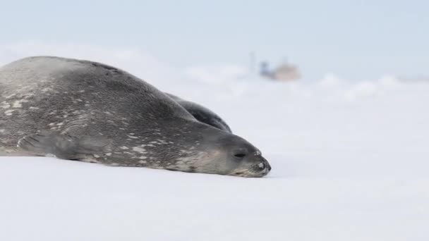 Weddell Seal mit Baby auf dem Eis liegend — Stockvideo