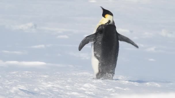 Імператор Пінгвін на снігу в Антарктиді. — стокове відео