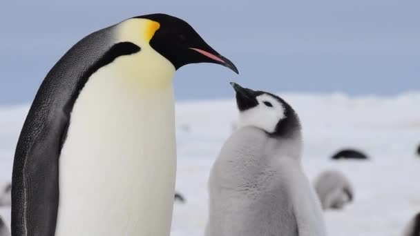 Imperador Pinguim com pintainho na Antártida — Vídeo de Stock