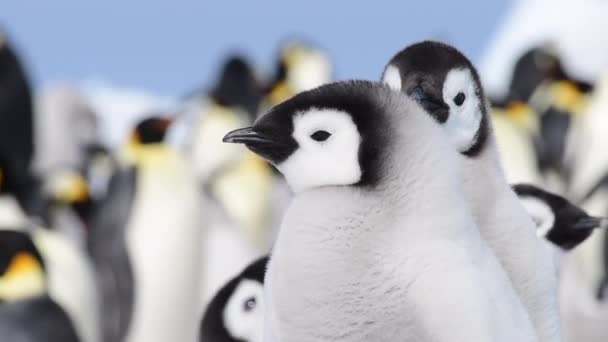 Imperador Pinguins com pintos de perto na Antártida — Vídeo de Stock