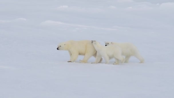 Osos polares caminando en un ártico. — Vídeo de stock