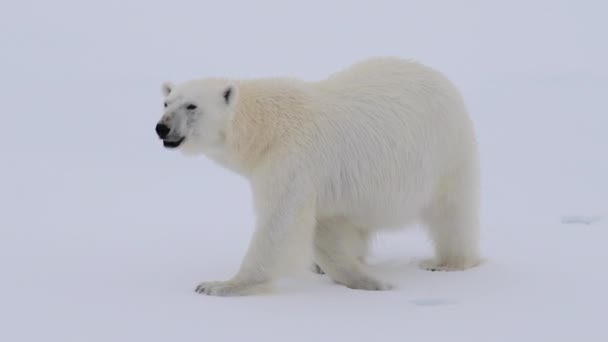 Белый медведь ходит по льду в Арктике — стоковое видео
