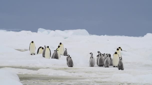Kejser Pingviner med kyllinger tæt på i Antarktis – Stock-video