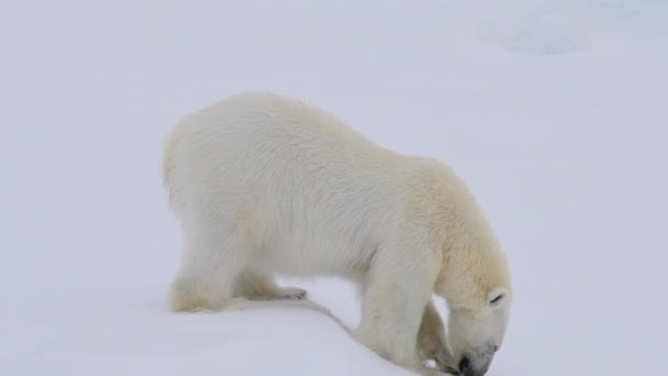IJsbeer loopt op het ijs in Arctica — Stockvideo