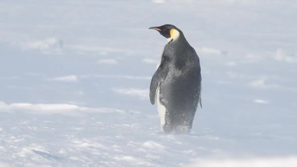 Kaiserpinguin im Schnee in der Antarktis — Stockvideo