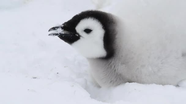 Pinguins Imperador pintos no gelo na Antártida — Vídeo de Stock