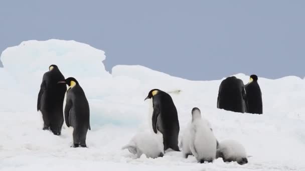 Imperador Pinguins com pintos de perto na Antártida — Vídeo de Stock
