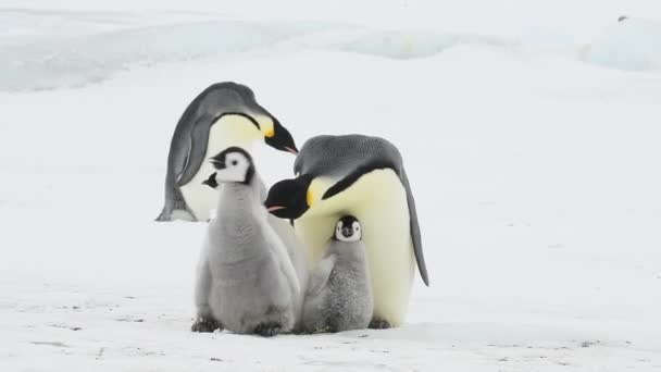 Imperador Pinguins com pintos de perto na Antártida — Vídeo de Stock